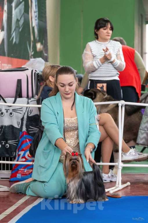 Собаки в Москве: Предлагаю для резервирования щенков йоркширского терьера, 2 девочки и 2 мальчика. Мальчик, 130 000 руб. - фото 2