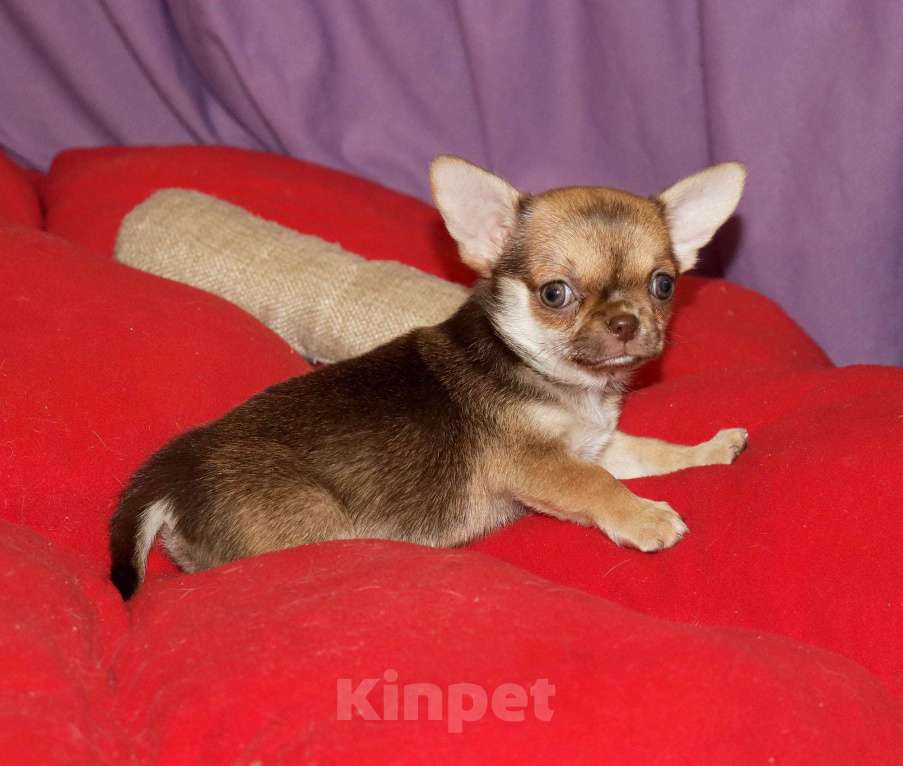 Собаки в Москве: Курносая красотка с РЕДКИМ нарядным окрасом Девочка, 55 000 руб. - фото 3