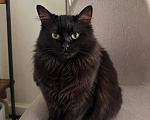Кошки в Москве: Котик Мотя ищет дом Мальчик, Бесплатно - фото 3