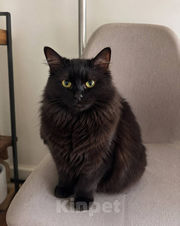 Кошки в Москве: Котик Мотя ищет дом Мальчик, Бесплатно - фото 3