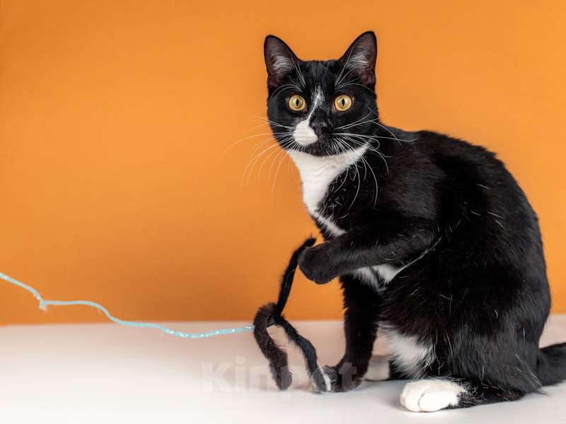 Кошки в Москве: Весёлый и беззаботный молодой кот Тоша в добрые руки Мальчик, Бесплатно - фото 4