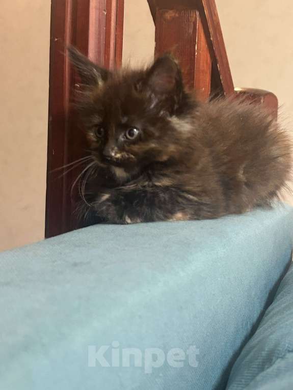 Кошки в других городах Московской области: Котята мейн кун Мальчик, 30 000 руб. - фото 7