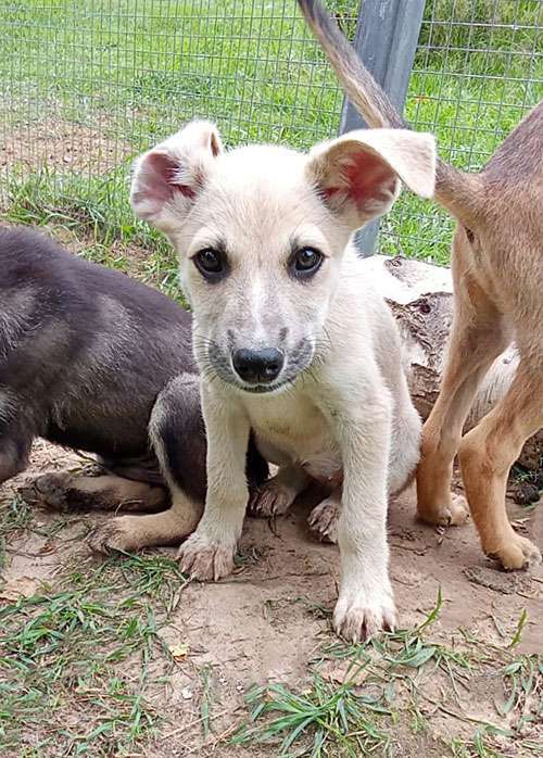 Собаки в Москве: Маленькое облачко Бэлла, ласковый щеночек в добрые руки Девочка, 10 руб. - фото 3