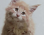 Кошки в Химках: Котенок мейн-кун Мальчик, 50 000 руб. - фото 1