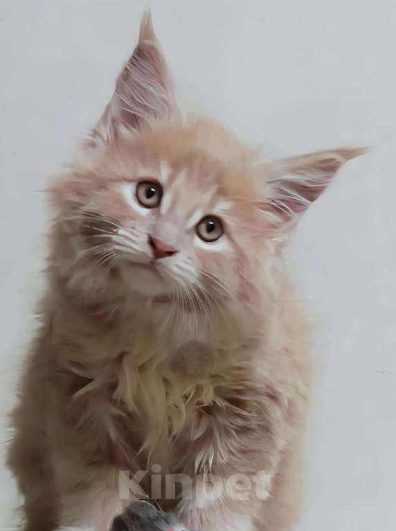 Кошки в Химках: Котенок мейн-кун Мальчик, 50 000 руб. - фото 1