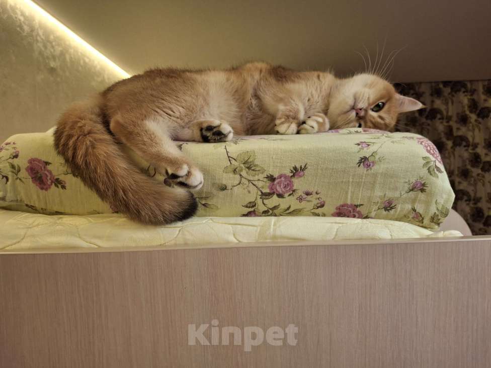 Кошки в Москве: Шотландские котята Разнополые, 30 000 руб. - фото 7