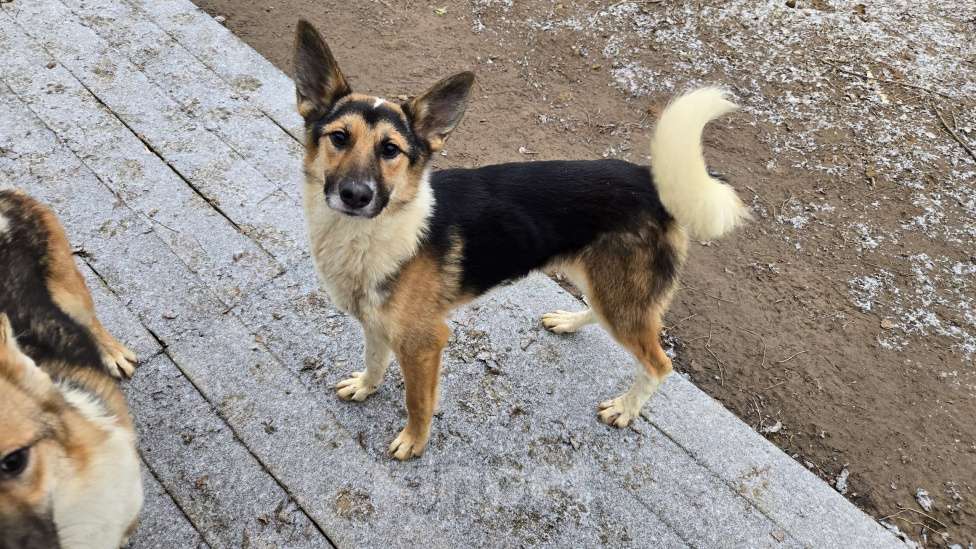 Собаки в Клине: Кокос — добрый и звонкий мальчишка в поисках самого лучшего хозяина Мальчик, Бесплатно - фото 1