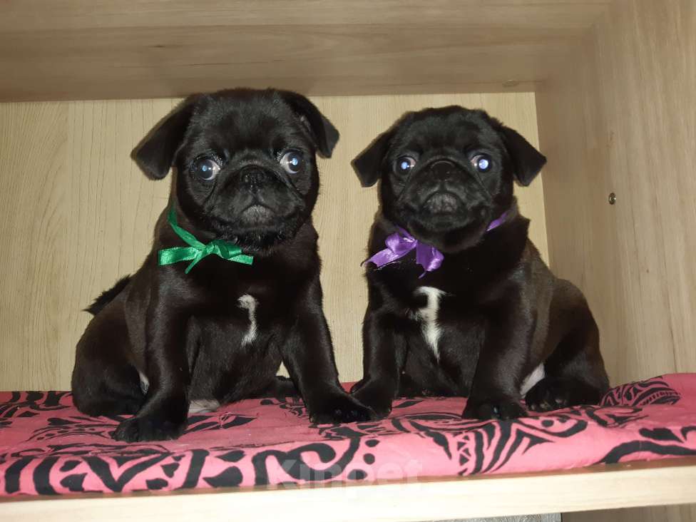 Собаки в Новосибирске: Мальчик чёрный жемчуг Мальчик, 40 000 руб. - фото 1