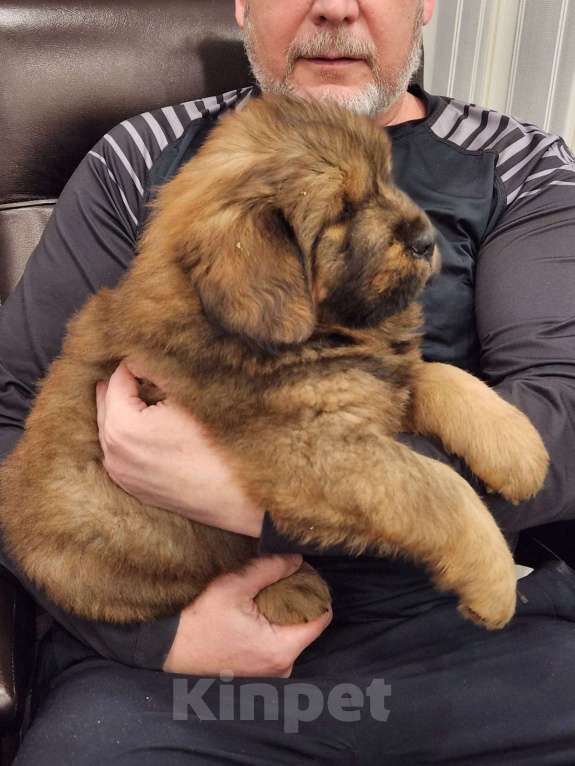 Собаки в Чайковском: шикарные щенки Тибетский мастиф Девочка, Бесплатно - фото 2