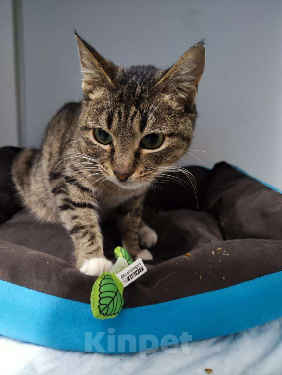 Кошки в Москве: Ласковая Оди ищем дом Девочка, Бесплатно - фото 2