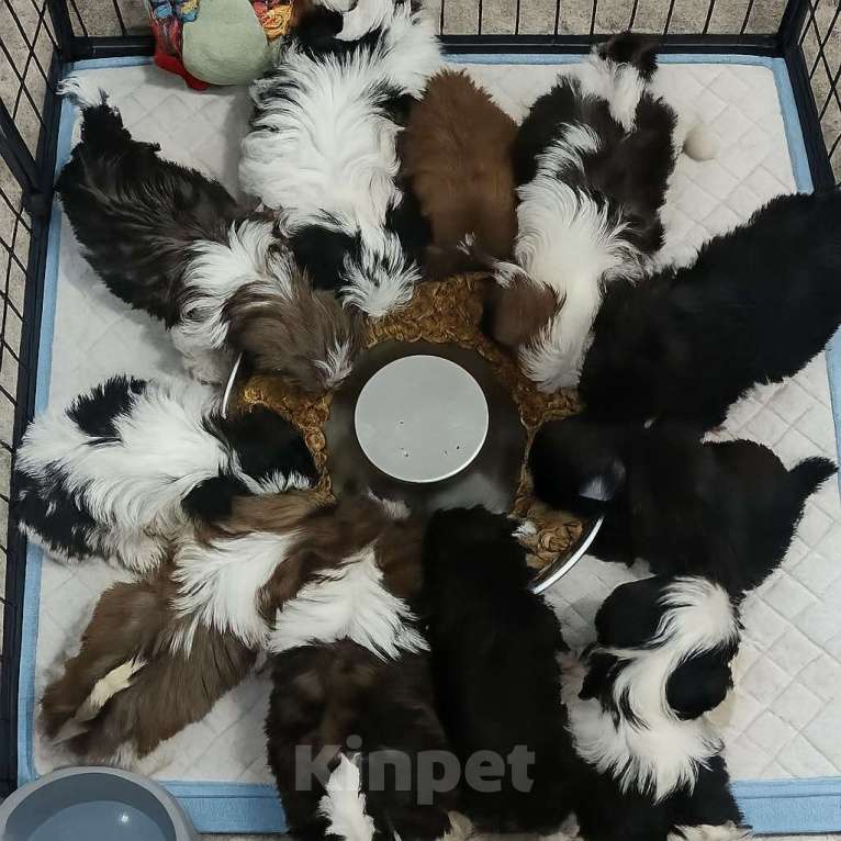 Собаки в Краснодаре: малыши щи - тцу Разнополые, Бесплатно - фото 1