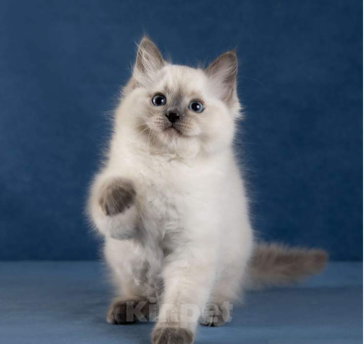 Кошки в Московском: Котята РЭГДОЛЛ Девочка, 130 000 руб. - фото 7