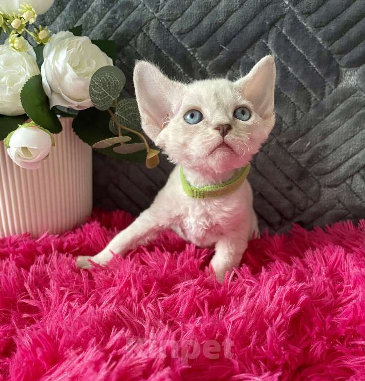 Кошки в Москве: Котенок Девон рекс мальчик с голубыми глазами Мальчик, 60 000 руб. - фото 3