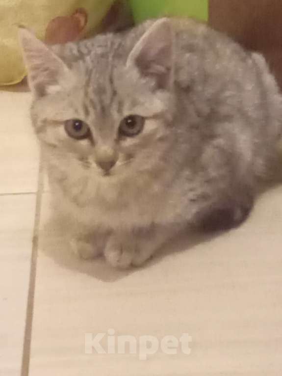 Кошки в Брянске: Котёнок кошка Девочка, Бесплатно - фото 4