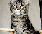 Кошки в Перми:  мейн-кун полидакт ‼️ Девочка, 30 000 руб. - фото 2