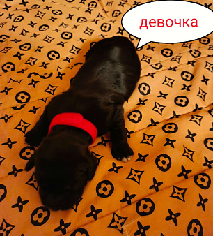 Объявление: Русский охотничий спаниель , щенок, 18 000 руб., Москва