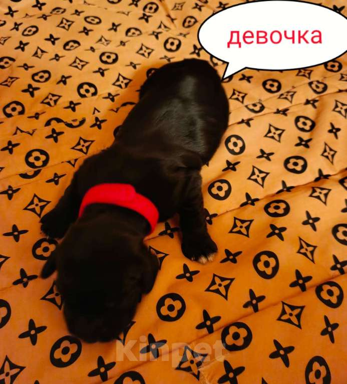 Собаки в Москве: Русский охотничий спаниель , щенок Девочка, 18 000 руб. - фото 1