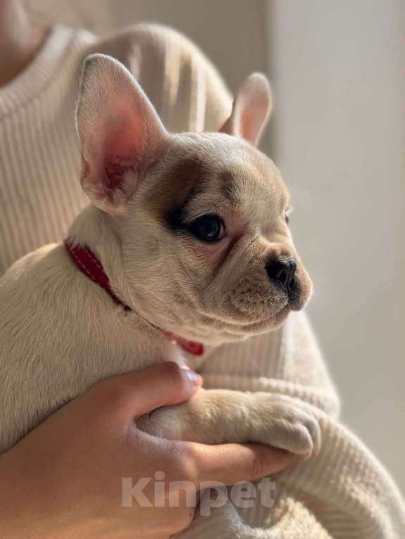 Собаки в Краснодаре: Продам белого французского бульдога Девочка, 25 000 руб. - фото 2