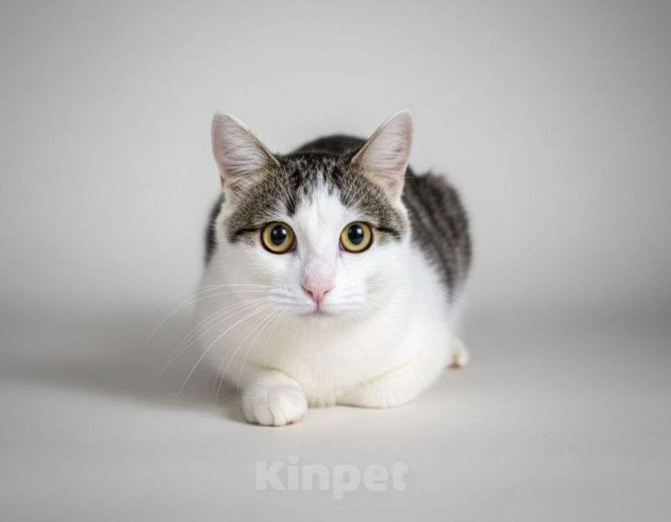 Кошки в Москве: Котенок Лапка ищет дом Девочка, Бесплатно - фото 1