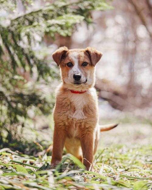 Собаки в Москве: Милейшая Дива,домашняя девочка-щенок ищет дом Девочка, Бесплатно - фото 1