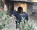 Собаки в Евпатории: Блек Мальчик, 1 руб. - фото 2