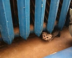 Кошки в Лобне: Отдам в добрые руки породистых котят за символическую плату Разнополые, 1 000 руб. - фото 5