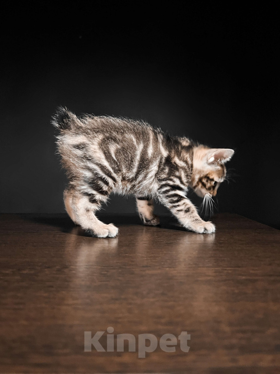 Кошки в Москве: Котята курильского бобтейла короткошерстные  Мальчик, Бесплатно - фото 5