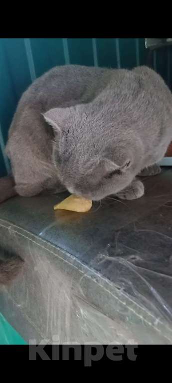 Кошки в Новороссийске: Потерялась кошка  Девочка, 1 руб. - фото 2