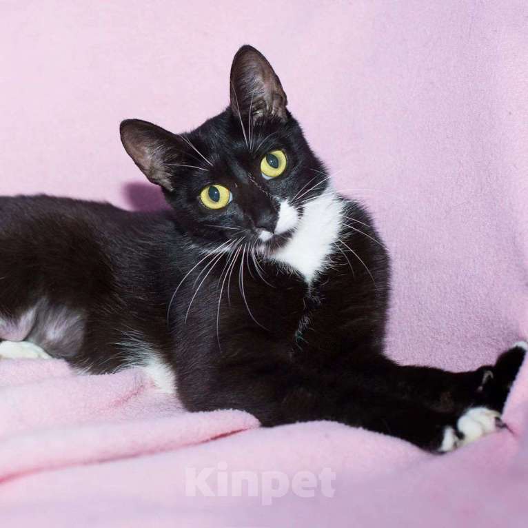 Кошки в Москве: Кошечка Клякса ищет добрые руки Девочка, Бесплатно - фото 5