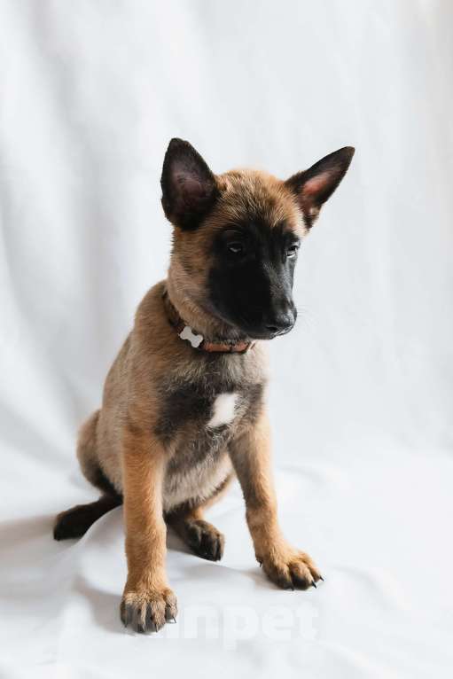 Собаки в Новосибирске: Кобель малинуа Мальчик, 55 000 руб. - фото 1