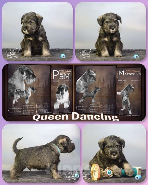 Собаки в Петрозаводске: Щенки миттельшнауцера Мальчик, 40 000 руб. - фото 3