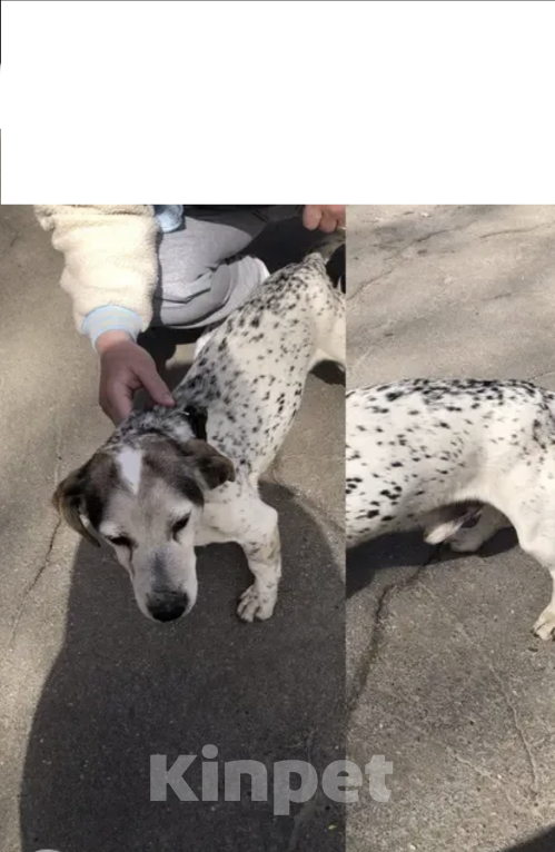 Собаки в Балашихе: В добрые руки Мальчик, Бесплатно - фото 2