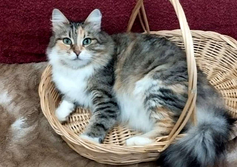 Трехцветная пушистая Шаня, кошечка в добрые руки.