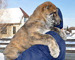 Собаки в Новосибирске: Щенок алабая (среднеазиатской овчарки) Девочка, Бесплатно - фото 2