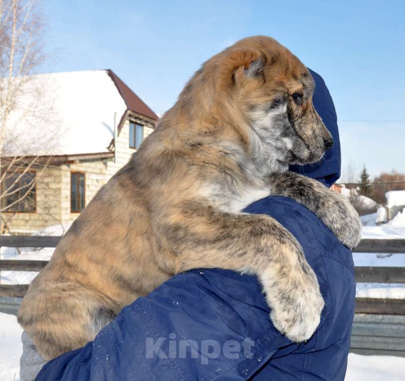 Собаки в Новосибирске: Щенок алабая (среднеазиатской овчарки) Девочка, Бесплатно - фото 2