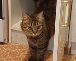 Кошки в Курске: Василиса, 1 руб. - фото 2