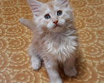 Кошки в Кудымкаре: Котята Мейн Кун, 17 000 руб. - фото 3