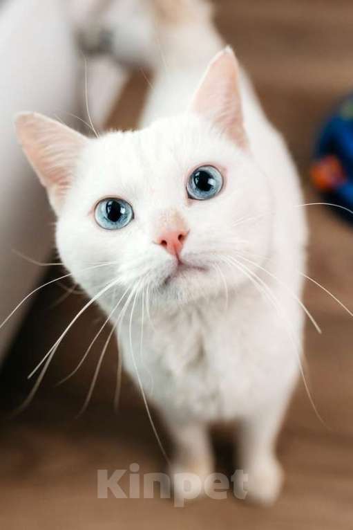 Кошки в Москве: Белый синеглазый кот Топаз в добрые руки Мальчик, 1 руб. - фото 2