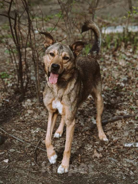 Собаки в Москве: Немо Мальчик, Бесплатно - фото 4