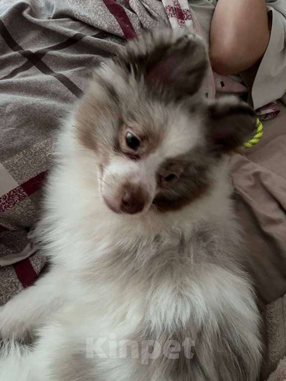 Собаки в Москве: Немецкий шпиц Мальчик, 25 000 руб. - фото 1