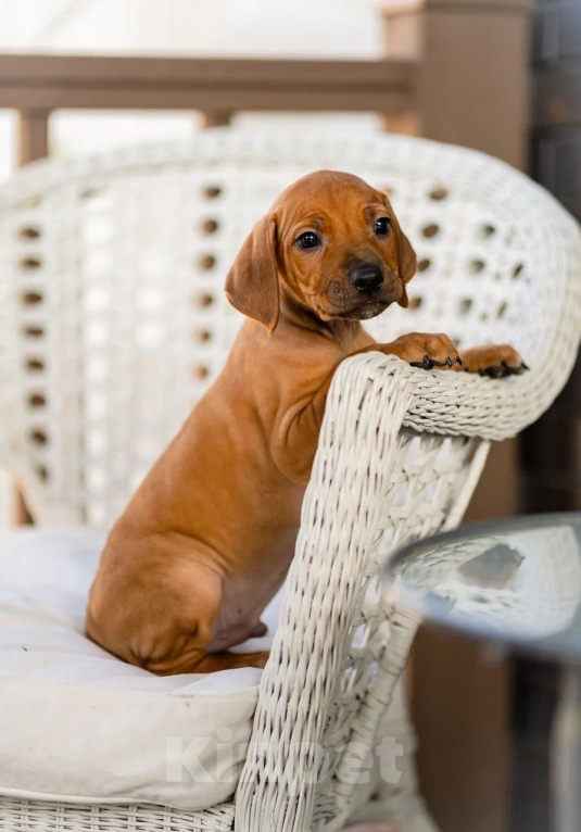 Собаки в Москве: Родезийский риджбек Мальчик, 60 000 руб. - фото 2