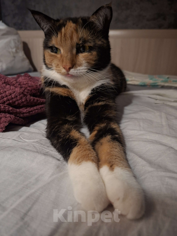 Кошки в Москве: Уютная спокойная кошечка Мармуська в добрые ручки Девочка, Бесплатно - фото 7