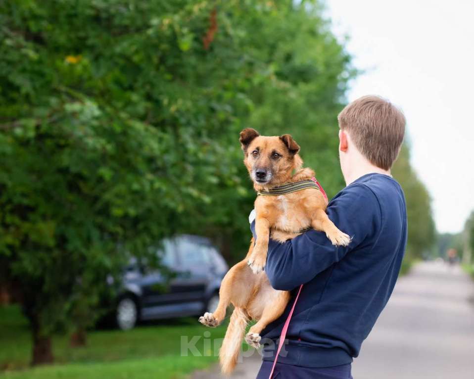 Собаки в Санкт-Петербурге: Маленький хорошенький пёс Мальчик, Бесплатно - фото 9