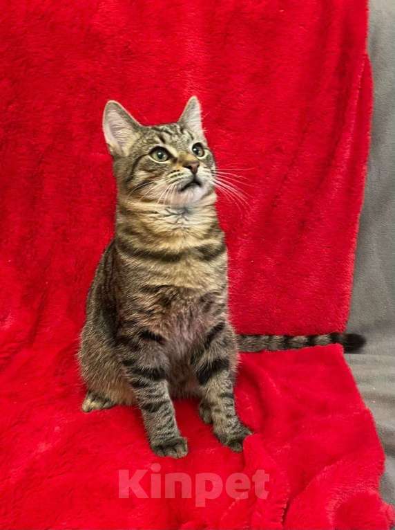 Кошки в Санкт-Петербурге: Леопардовый животик, полосатая спинка Мальчик, Бесплатно - фото 2