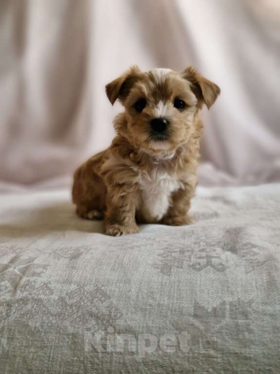 Собаки в Ростове-на-Дону: Голддаст щенки Мальчик, 45 000 руб. - фото 5