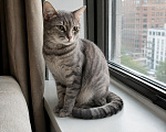 Кошки в Москве: Кошка в добрые руки Девочка, Бесплатно - фото 9