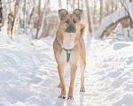 Собаки в Москве: Шарки ищет дом Девочка, Бесплатно - фото 2