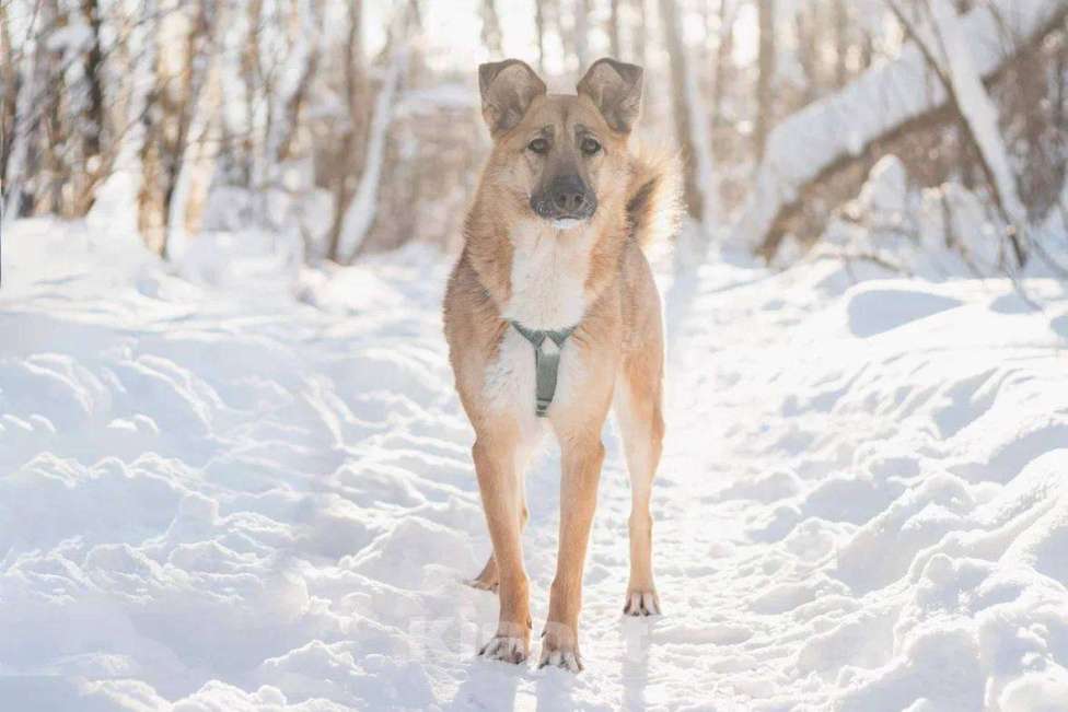 Собаки в Москве: Шарки ищет дом Девочка, Бесплатно - фото 2