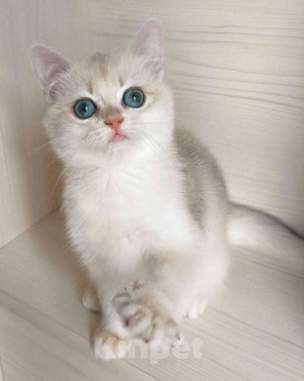 Кошки в Балашихе: Редкая голубая Золотая шиншилла Девочка, 40 000 руб. - фото 3