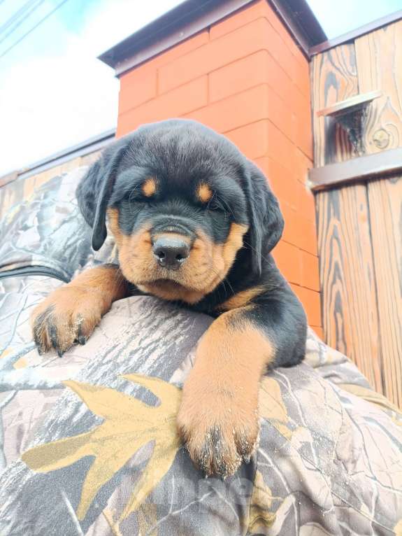 Собаки в Ростове-на-Дону: Высокопородные щенки ротвейлера  Девочка, 60 000 руб. - фото 1